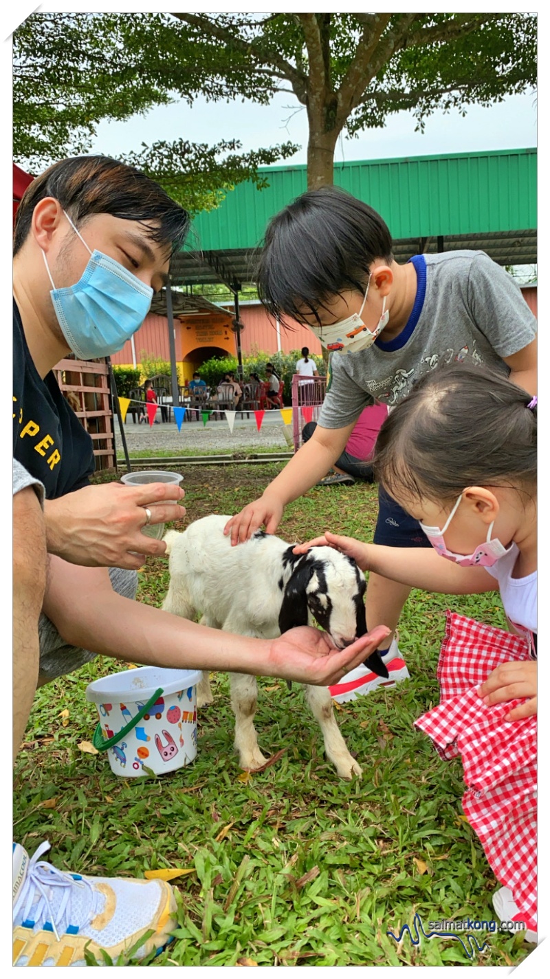 Both the kids love this cute baby goat